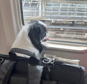 犬を新幹線に持ち込む