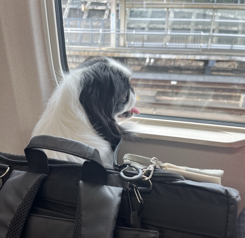 犬を新幹線に持ち込む