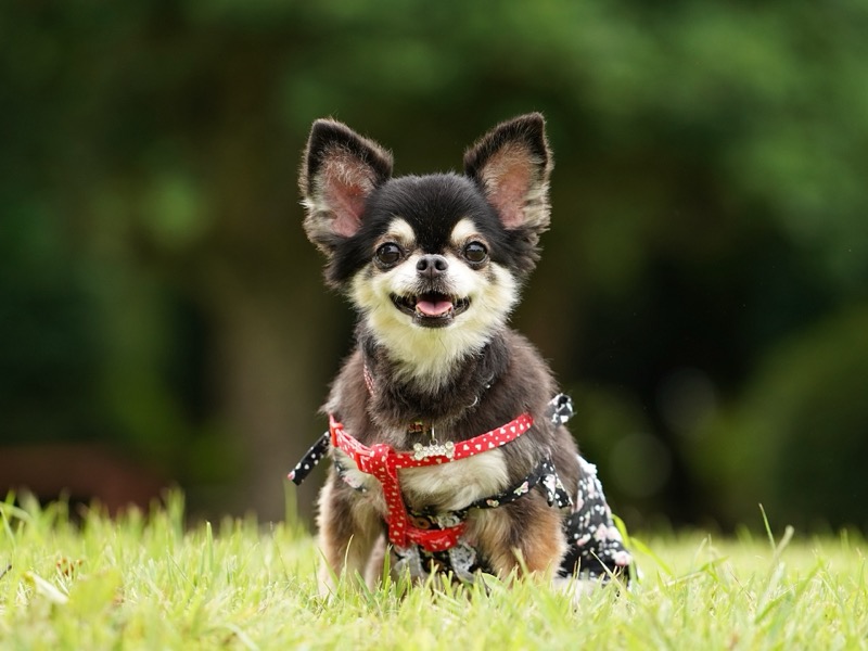 犬を新幹線に持ち込む